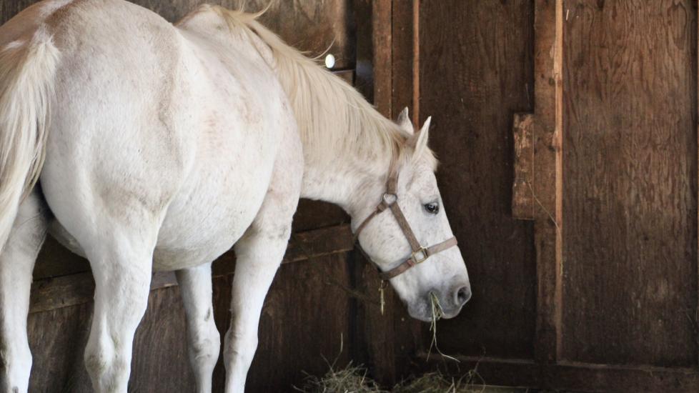white horse eating hay